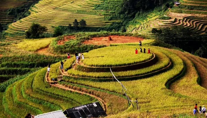 Đồi Mâm Xôi La Pán Tẩn Là Gì? Điểm Đến Huyền Bí Đáng Khám Phá