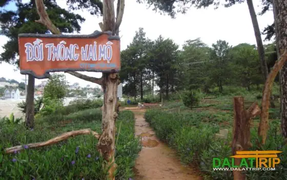Đồi Thông Hai Mộ Đà Lạt - Cẩm Nang Khám Phá Điểm Đến Lịch Sử Buồn