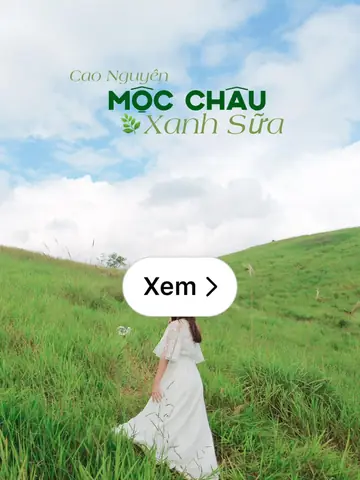 Đồng Cỏ Thảo Nguyên Mộc Châu: Cẩm Nang Trải Nghiệm Toàn Diện