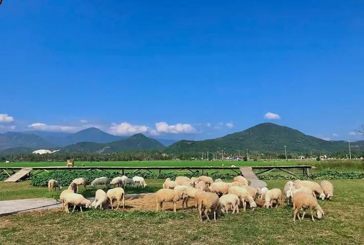 Đồng Cừu An Hòa: Khám Phá Ninh Thuận Xinh Đẹp