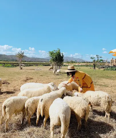 Đồng Cừu An Hòa: Khám Phá Ninh Thuận Xinh Đẹp