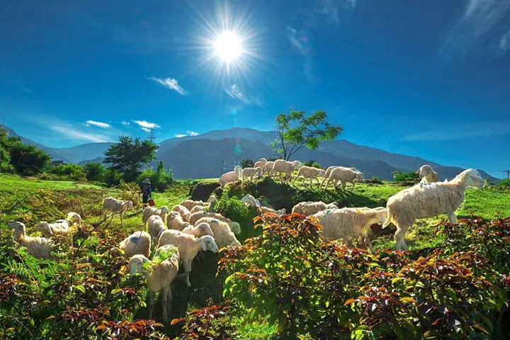 Đồng Cừu An Hòa: Khám Phá Ninh Thuận Xinh Đẹp