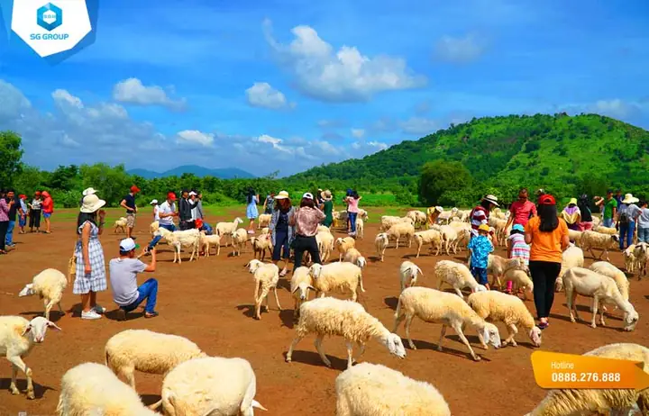 Đồng Cừu Suối Nghệ: Địa Điểm Check-in Vũng Tàu Như Trời Âu Đồng Cừu Suối Nghệ: Địa Điểm Check-in Vũng Tàu Như Trời Âu