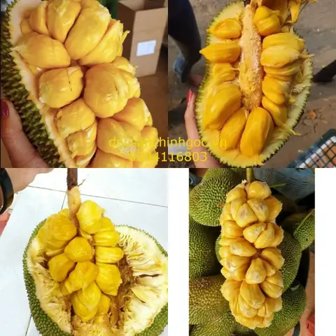 Khám Phá 15 Đặc Sản Đồng Nai Ngon Nhất Dành Cho Du Khách