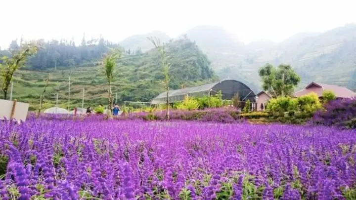 Du Lịch Bắc Hà: Top 8 Địa Điểm Và Trải Nghiệm