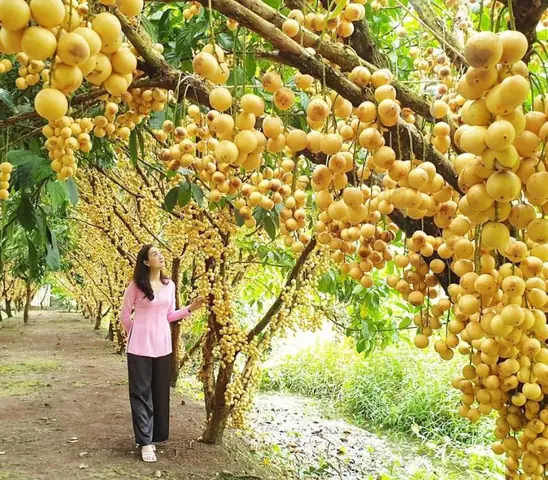 Du Lịch Miệt Vườn: Tất Tần Tật Về Loại Hình Du Lịch Đặc Sắc Miền Tây