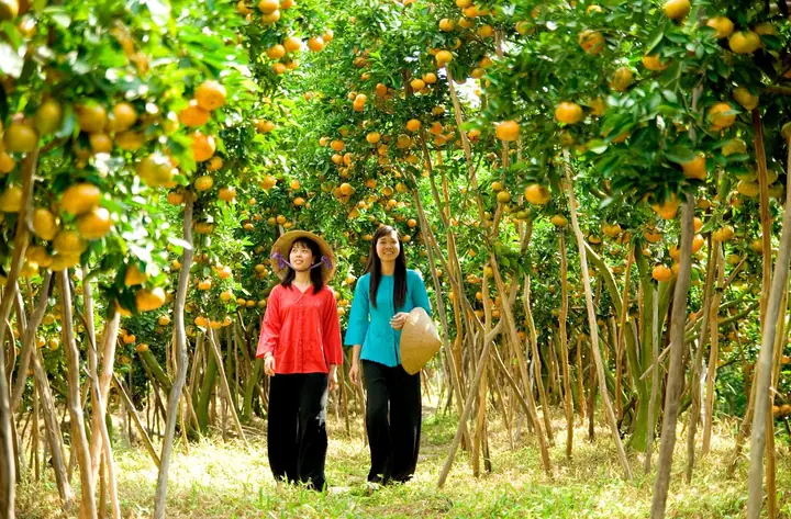 Du Lịch Miệt Vườn Vĩnh Long: Khám Phá Vẻ Đẹp Đồng Ruộng Sông Nước