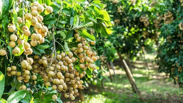 Du Lịch Vĩnh Châu Sóc Trăng: Khám Phá 6 Điểm Đến Đẹp Nhất