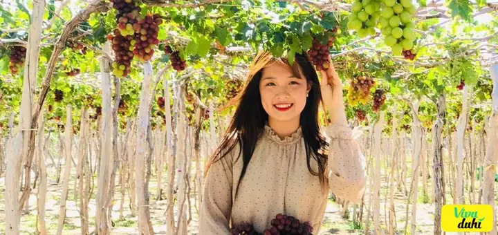 Cẩm Nang Du Lịch Vườn Nho Ninh Thuận Toàn Tập