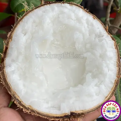 Dừa Sáp Bao Nhiêu 1 Trái? Giá, Trọng Lượng Và Cách Tính Chi Phí