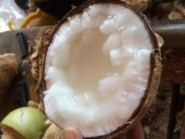 Dừa Sáp Bao Nhiêu 1 Trái? Giá, Trọng Lượng Và Cách Tính Chi Phí