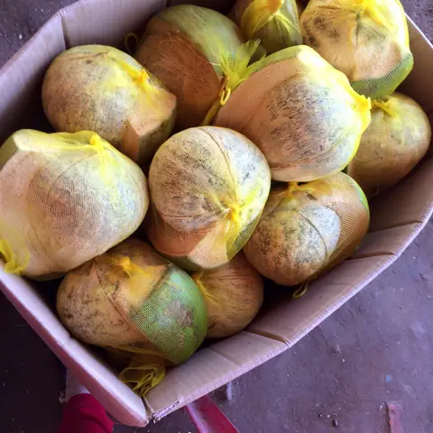 Dừa Sáp Bao Nhiêu 1 Trái? Giá, Trọng Lượng Và Cách Tính Chi Phí