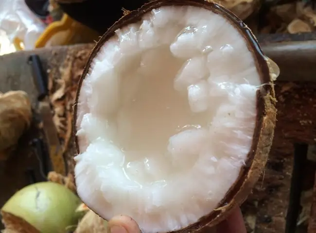 Dừa Sáp Trà Vinh: Đặc Sản Hiếm, Ngon Không Phải Có Tiền Là Mua Được