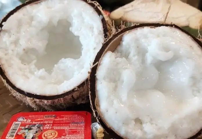 Dừa Sáp Để Được Bao Lâu? Bí Quyết Bảo Quản Khi Du Lịch