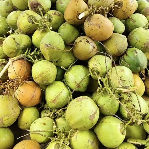Dừa Tam Quan Trị Bệnh Gì? Tìm Hiểu Công Dụng Và Cách Dùng