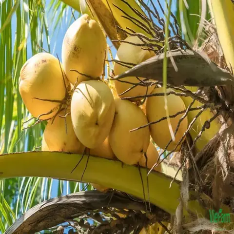 Dừa Tam Quan Trị Bệnh Gì? Tìm Hiểu Công Dụng Và Cách Dùng