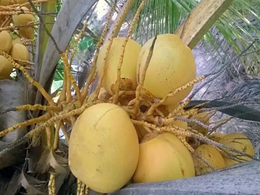Dừa Tam Quan Trị Bệnh Gì? Tìm Hiểu Công Dụng Và Cách Dùng