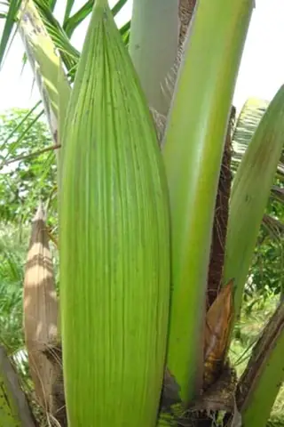 Dừa Tam Quan Trị Bệnh Gì? Tìm Hiểu Công Dụng Và Cách Dùng