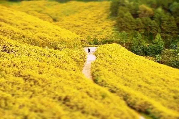 Đường Hoa Dã Quỳ Đà Lạt: Điểm Hẹn Của Những Giấc Mơ Hoa