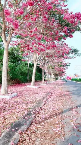 Đường Hoa Kèn Hồng Sóc Trăng: Tổng Quan Về Loài Hoa Độc Đáo Và Cách Trồng Chăm Sóc