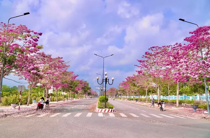 Đường Hoa Kèn Hồng Sóc Trăng: Tổng Quan Về Loài Hoa Độc Đáo Và Cách Trồng Chăm Sóc Đường Hoa Kèn Hồng Sóc Trăng: Tổng Quan Về Loài Hoa Độc Đáo Và Cách Trồng Chăm Sóc