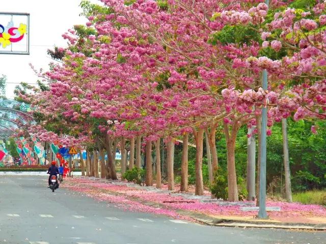 Đường Hoa Kèn Hồng Sóc Trăng: Tổng Quan Về Loài Hoa Độc Đáo Và Cách Trồng Chăm Sóc Đường Hoa Kèn Hồng Sóc Trăng: Tổng Quan Về Loài Hoa Độc Đáo Và Cách Trồng Chăm Sóc