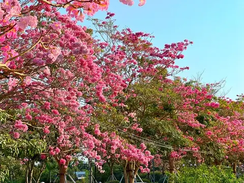 Đường Hoa Kèn Hồng Sóc Trăng: Tổng Quan Về Loài Hoa Độc Đáo Và Cách Trồng Chăm Sóc Đường Hoa Kèn Hồng Sóc Trăng: Tổng Quan Về Loài Hoa Độc Đáo Và Cách Trồng Chăm Sóc