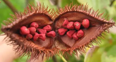 Gà Đốt Lá Chúc Ô Thum: Bí Quyết Hương Vị Đặc Trưng Vùng Bảy Núi