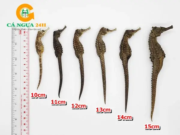 Giá Cá Ngựa Khô: Cập Nhật & Yếu Tố Ảnh Hưởng