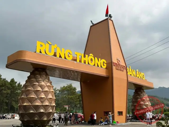 Đánh Giá Chi Tiết Rừng Thông Bản Áng Mộc Châu: Trải Nghiệm Đáng Nhớ