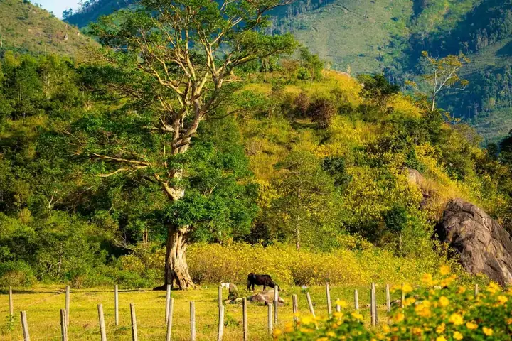 Giá Vé Máy Bay Sài Gòn Gia Lai: So Sánh Chi Tiết Các Hãng Hàng Không Giá Vé Máy Bay Sài Gòn Gia Lai: So Sánh Chi Tiết Các Hãng Hàng Không