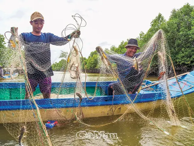 Hướng Dẫn Giăng Lưới Bắt Cá Hiệu Quả Cho Người Mới Ở Miền Tây