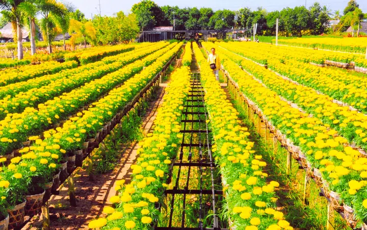 Giới Thiệu Về Làng Hoa Sa Đéc: Điểm Đến Hoa Sắc Màu Miền Tây