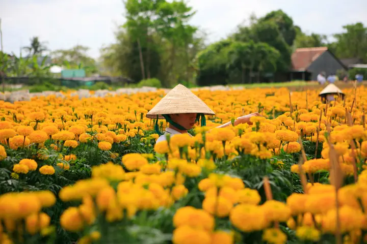 Giới Thiệu Về Làng Hoa Sa Đéc: Điểm Đến Hoa Sắc Màu Miền Tây