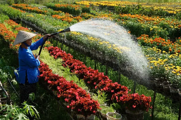 Giới Thiệu Về Làng Hoa Sa Đéc: Điểm Đến Hoa Sắc Màu Miền Tây