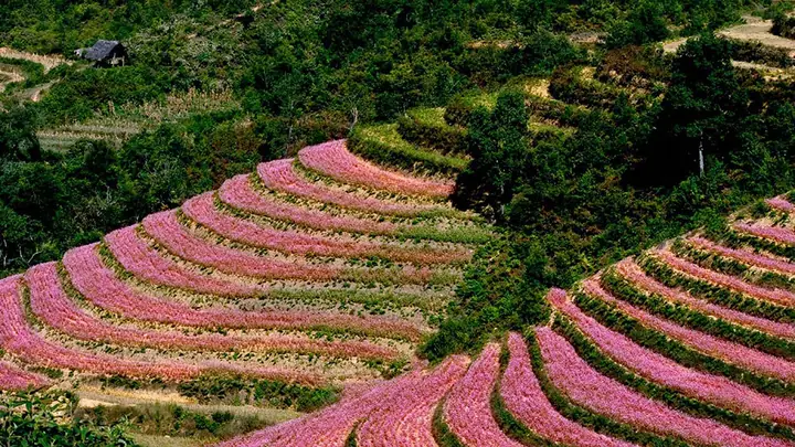 Du Lịch Hà Giang Mùa Nào Đẹp Nhất: Khám Phá Vẻ Đẹp 4 Mùa Du Lịch Hà Giang Mùa Nào Đẹp Nhất: Khám Phá Vẻ Đẹp 4 Mùa