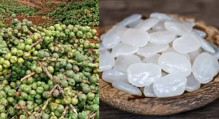 Hạt Đác Được Trồng Ở Đâu? Các Vùng Trồng Chính