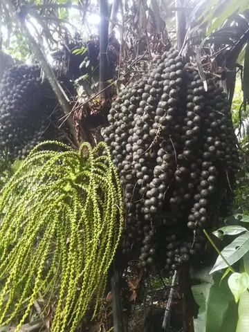 Hạt Đác Được Trồng Ở Đâu? Các Vùng Trồng Chính