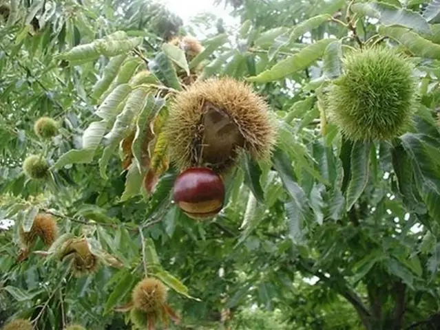Hạt Dẻ Trồng Ở Đâu Ở Việt Nam? Khám Phá 4 Vùng Trồng Chính