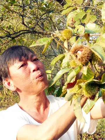 Hạt Dẻ Trồng Ở Đâu Ở Việt Nam? Khám Phá 4 Vùng Trồng Chính