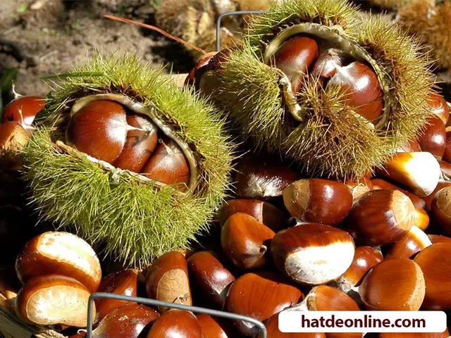 Hạt Dẻ Trồng Ở Đâu Ở Việt Nam? Khám Phá 4 Vùng Trồng Chính