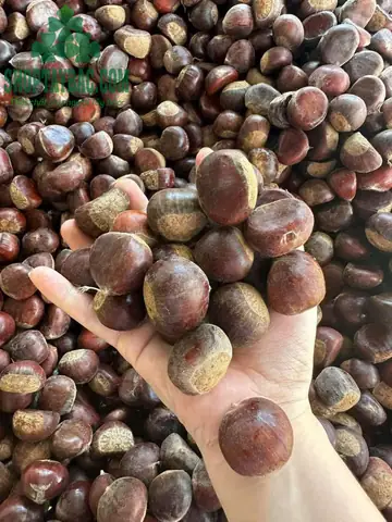 Khám Phá Hạt Dẻ Trùng Khánh: Lợi Ích Sức Khỏe Và Mua Ngon Khám Phá Hạt Dẻ Trùng Khánh: Lợi Ích Sức Khỏe Và Mua Ngon