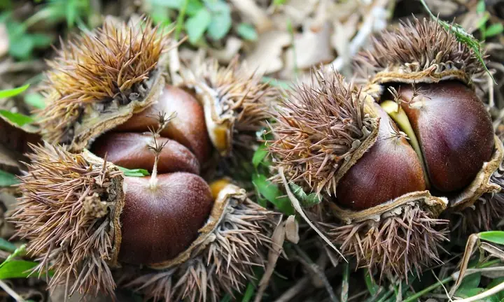 Top 5 Địa Điểm Mua Hạt Dẻ Đặc Sản Trùng Khánh Uy Tín Nhất