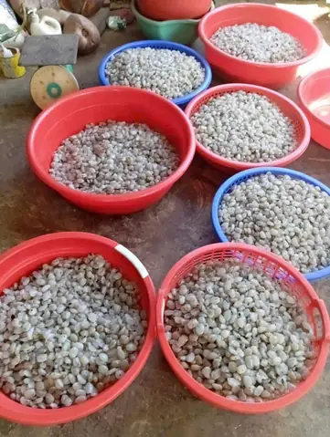 Hệ Thống Cửa Hàng Hạt Đác: Hướng Dẫn Mua Sản Phẩm Chất Lượng Uy Tín