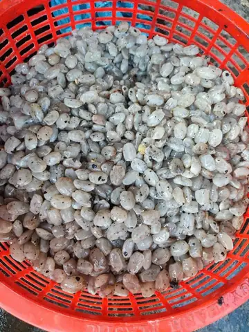 Hệ Thống Cửa Hàng Hạt Đác: Hướng Dẫn Mua Sản Phẩm Chất Lượng Uy Tín
