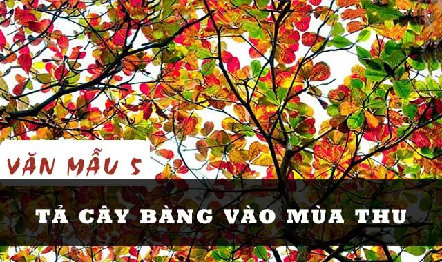 Làm Sao Để Có Những Bức Hình Ảnh Cây Bàng Mùa Thu Đẹp Nhất?