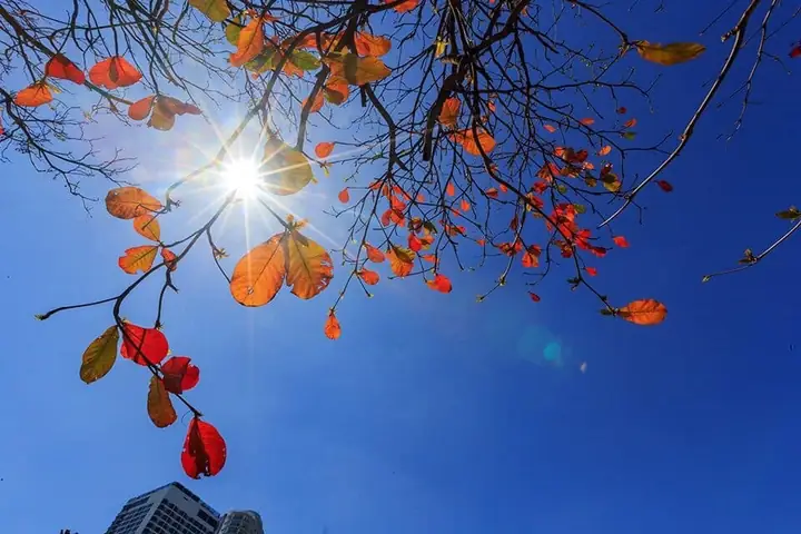 Làm Sao Để Có Những Bức Hình Ảnh Cây Bàng Mùa Thu Đẹp Nhất? Làm Sao Để Có Những Bức Hình Ảnh Cây Bàng Mùa Thu Đẹp Nhất?