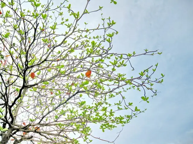Làm Sao Để Có Những Bức Hình Ảnh Cây Bàng Mùa Thu Đẹp Nhất? Làm Sao Để Có Những Bức Hình Ảnh Cây Bàng Mùa Thu Đẹp Nhất?