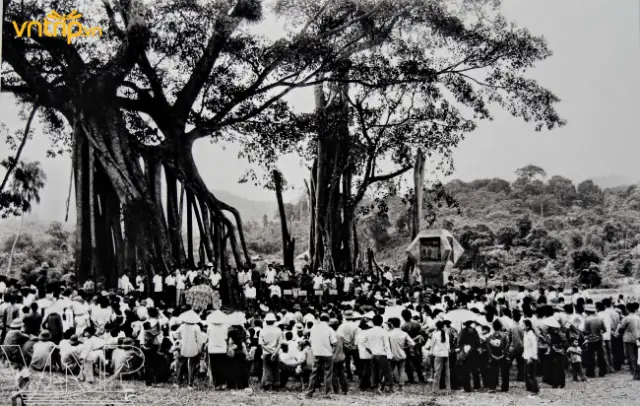 Khám Phá Cây Đa Tân Trào – Biểu Tượng Lịch Sử Cho Du Khách