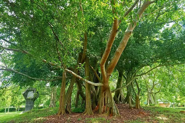 Khám Phá Cây Đa Tân Trào – Biểu Tượng Lịch Sử Cho Du Khách